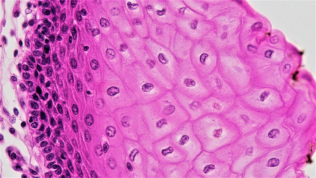 Epithelial tissue 