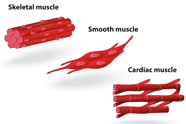 Muscular tissue - type of tissue present in our body. 