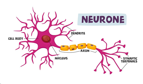 Neural tissue - type of tissue present in our body. 