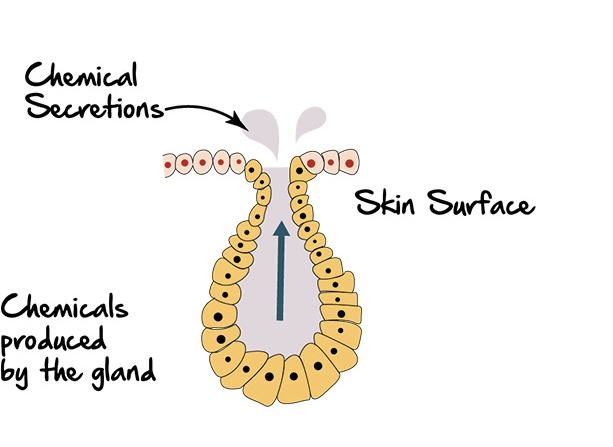 Types of gland in human body ? 